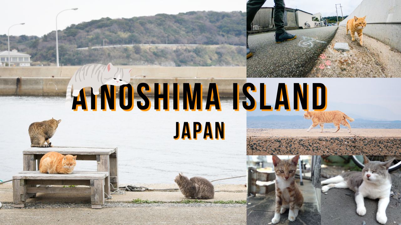 Ainoshima Island เกาะแมววแดนปลาดิบ